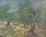 Olive Grove (nn04) Vincent Van Gogh